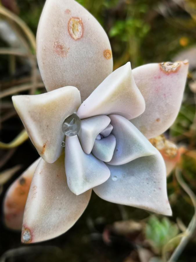 Apartmani Jagoda Lastovo Buitenkant foto